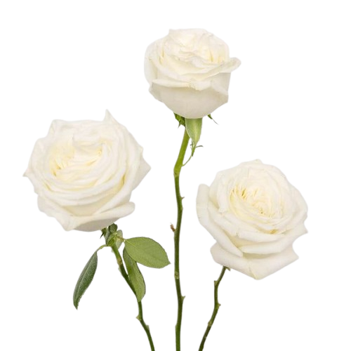 Pink Roses