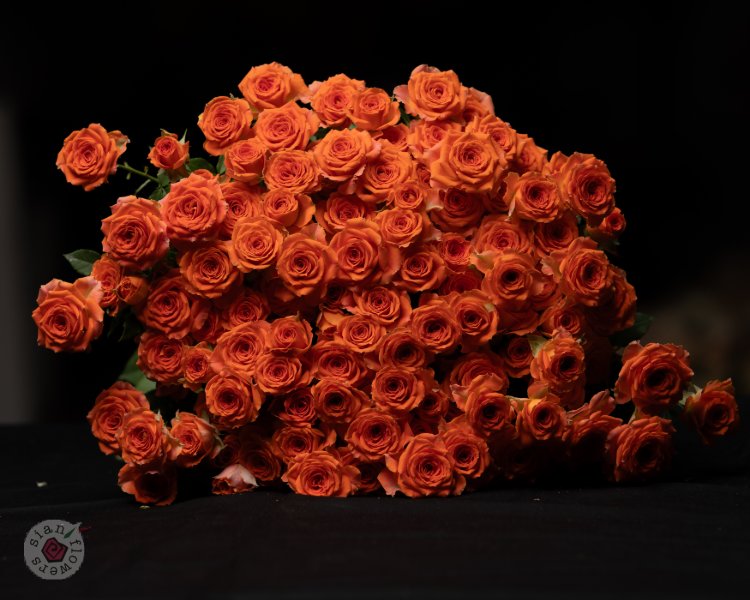 Pink Roses