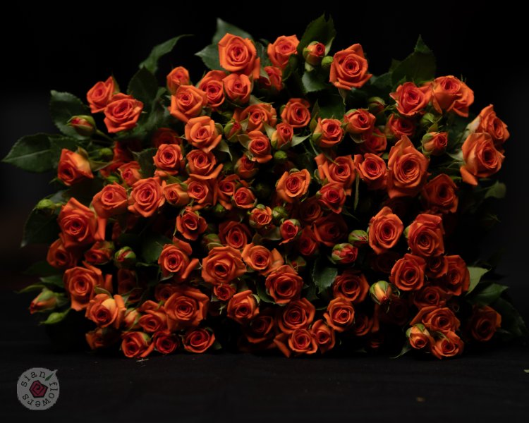 Pink Roses