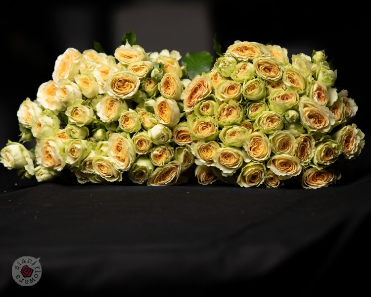 Pink Roses