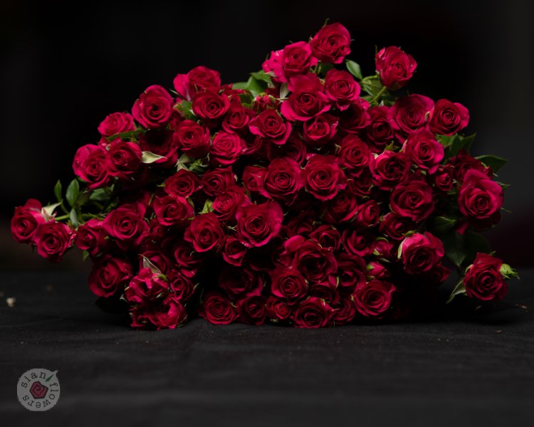Pink Roses