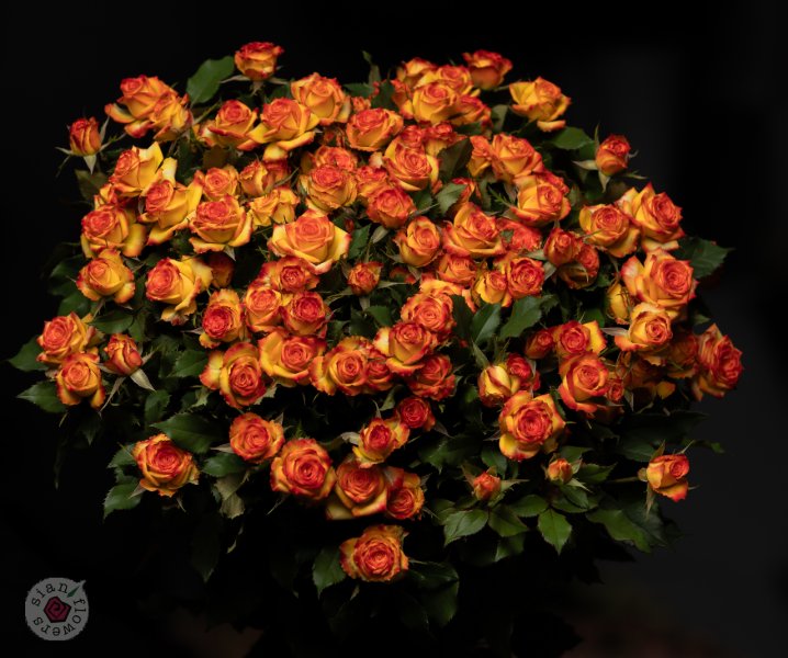 Pink Roses