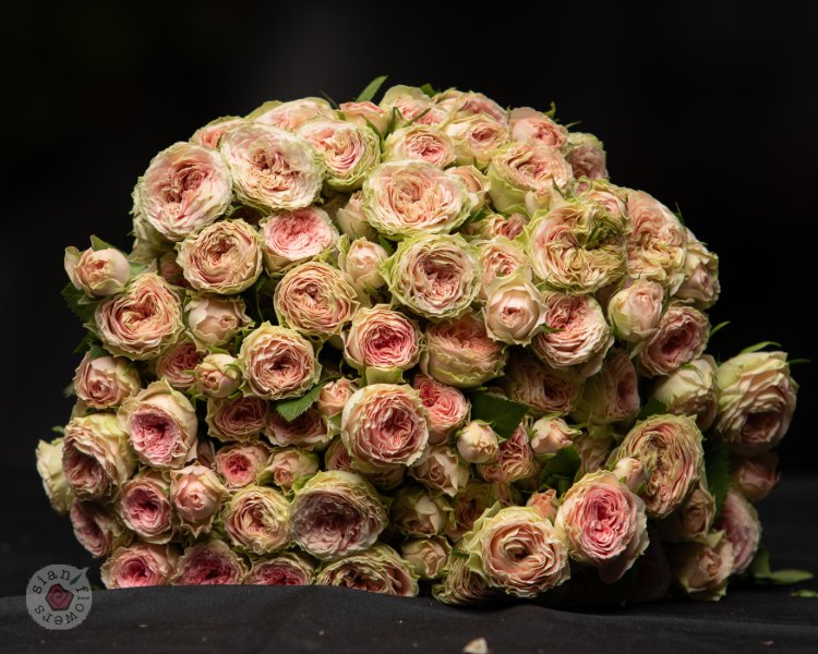 Pink Roses