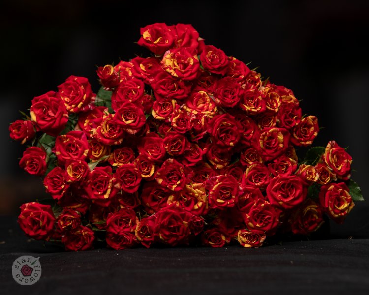 Pink Roses