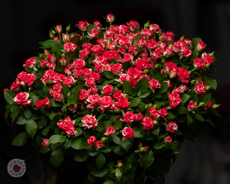 Pink Roses