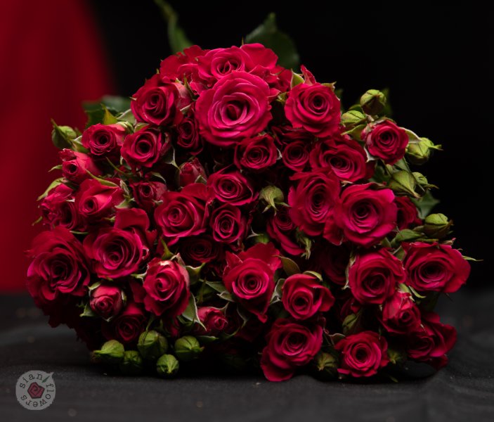 Pink Roses
