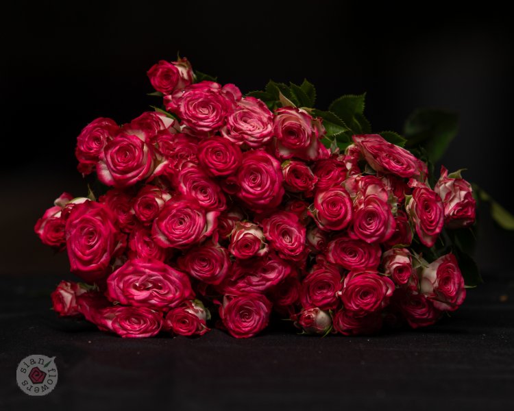 Pink Roses