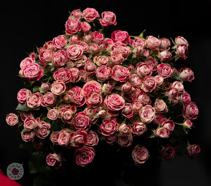 Pink Roses
