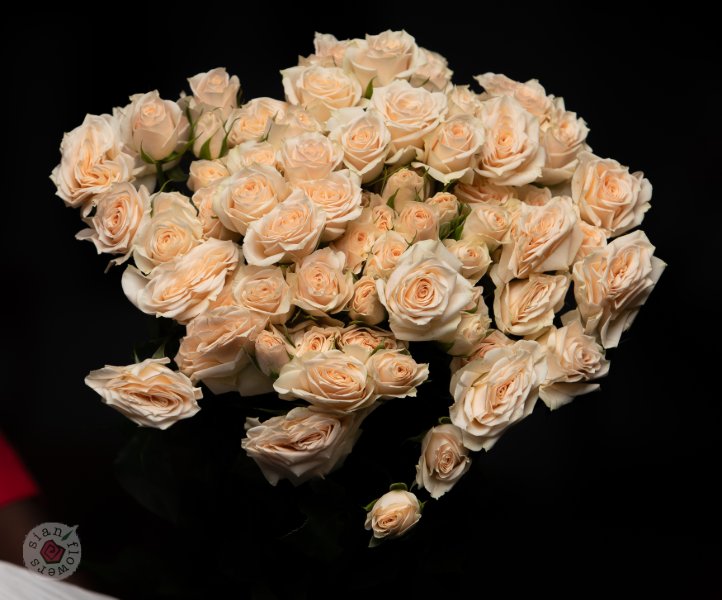 Pink Roses