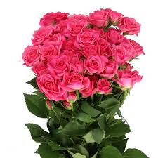 Pink Roses