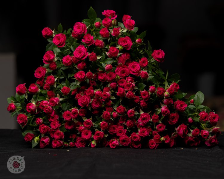 Pink Roses
