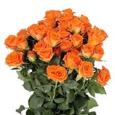 Pink Roses
