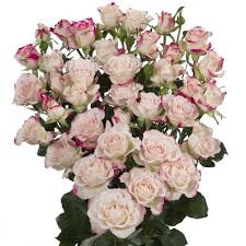 Pink Roses