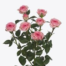 Pink Roses