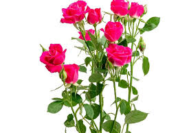 Pink Roses