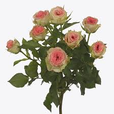 Pink Roses