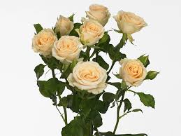 Pink Roses