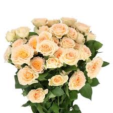 Pink Roses