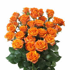 Pink Roses