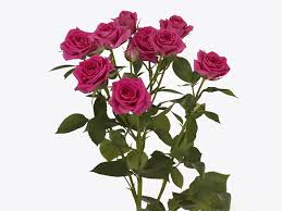 Pink Roses