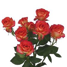 Pink Roses