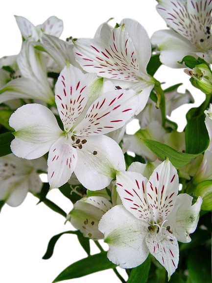 White Lily