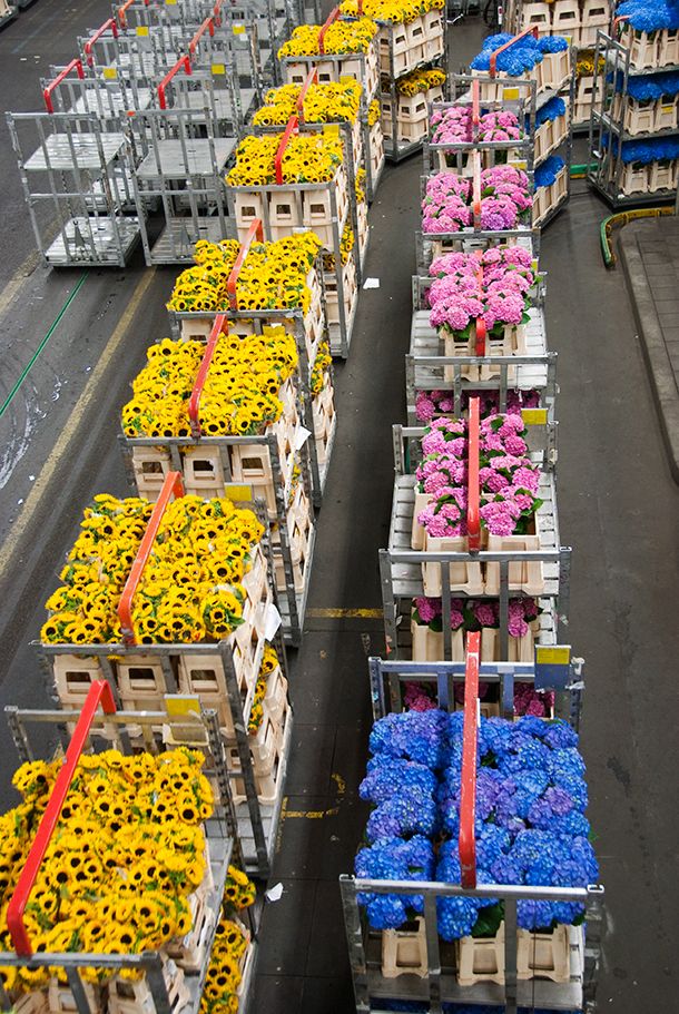 Export Distribution